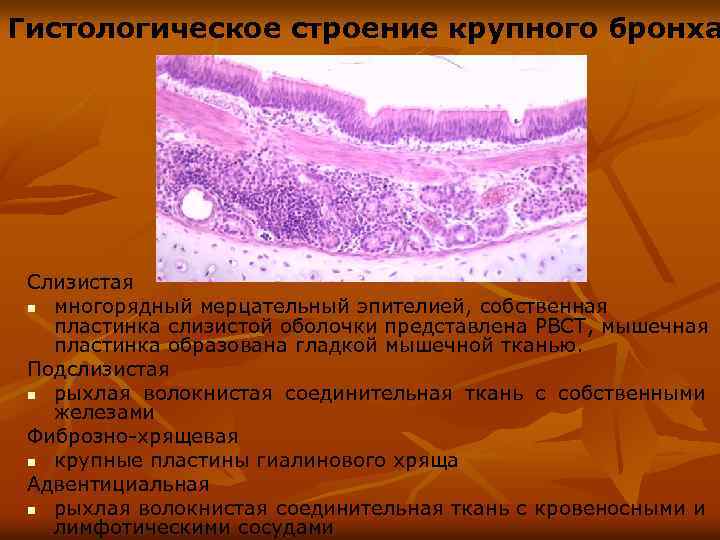 Мелкий бронх эпителий. Ткань трахеи гистология. Собственная пластинка слизистой гистология. Эпителий бронхов гистология.