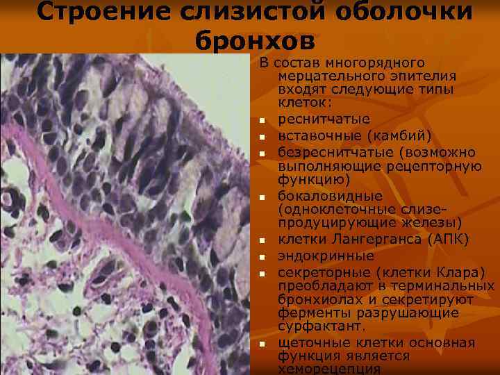 2 функции слизистой оболочки. Слизистая оболочка бронхов. Строение слизистой оболочки бронхов. Слизистая оболочка трахеи и бронхов. Эпителий слизистой бронхов.