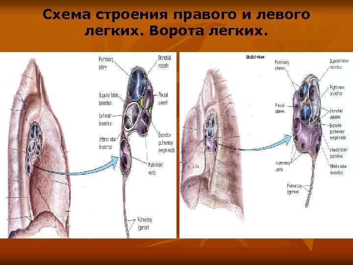 Ворота легкого