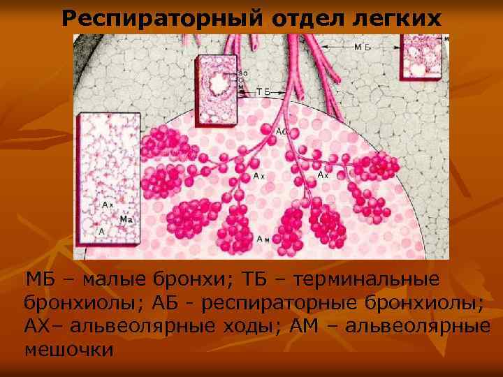 Респираторный отдел легких МБ – малые бронхи; ТБ – терминальные бронхиолы; АБ - респираторные
