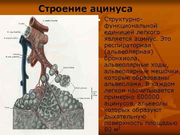 Единица легкого. Ацинус – структурная функциональная единица легких. Строение морфофункциональной единицы ацинуса. Дыхательная система ацинус. Ацинус легкого строение анатомия.