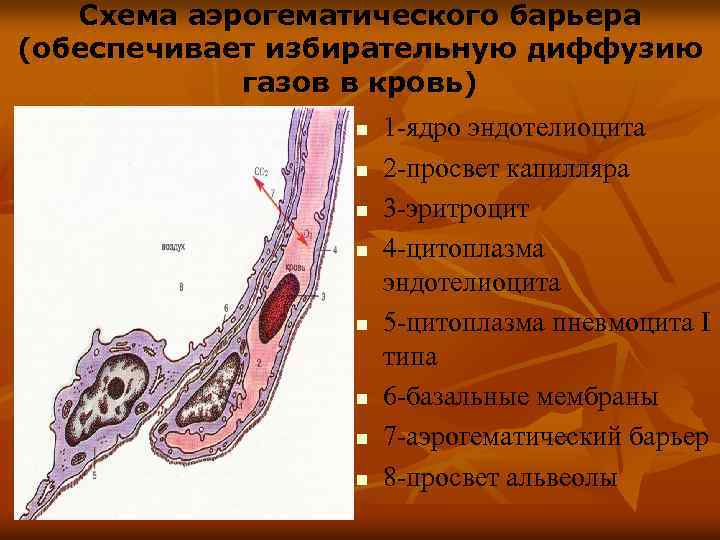 Аэрогематический барьер гистология рисунок