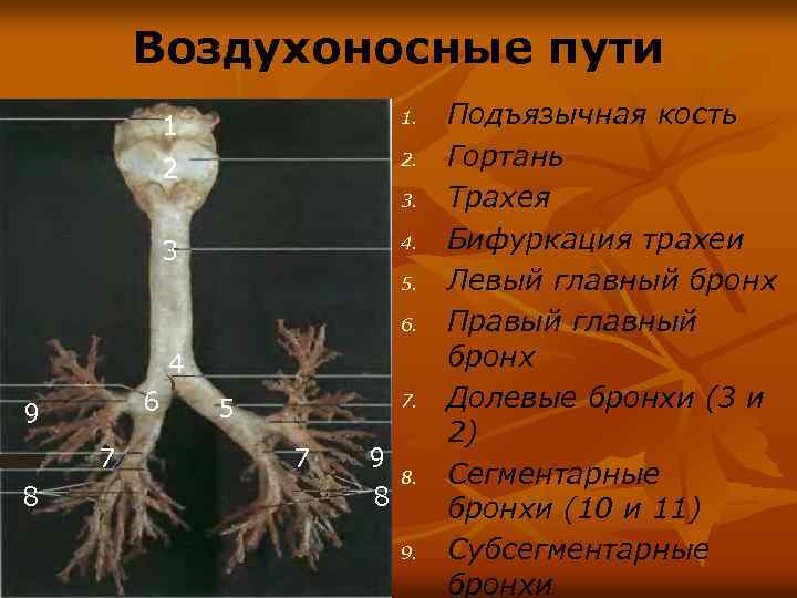 Воздухоносные пути выстланы