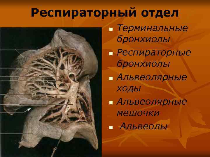 Респираторный отдел n n n Терминальные бронхиолы Респираторные бронхиолы Альвеолярные ходы Альвеолярные мешочки Альвеолы