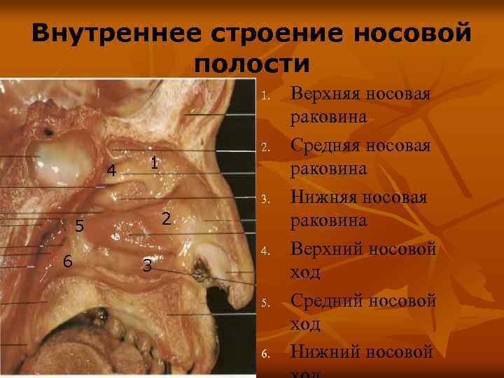 Внутреннее строение носовой полости 1. 4 2. 1 3. 2 5 6 3 4.