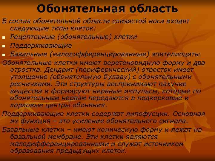 Обонятельная область В состав обонятельной области слизистой носа входят следующие типы клеток: n Рецепторные