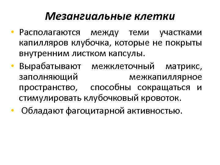 Мезангиальные клетки • Располагаются между теми участками капилляров клубочка, которые не покрыты внутренним листком