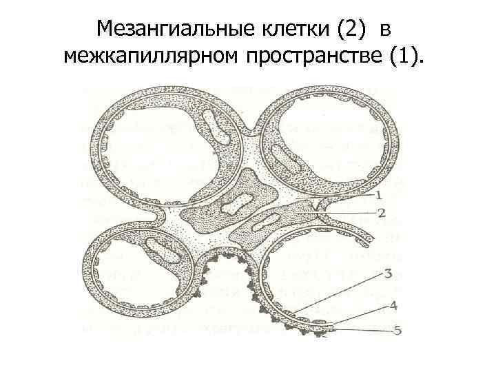 Базальная мембрана клубочка