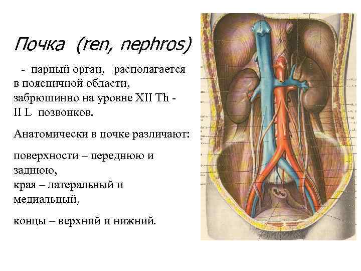 Почка (ren, nephros) - парный орган, располагается в поясничной области, забрюшинно на уровне ХII