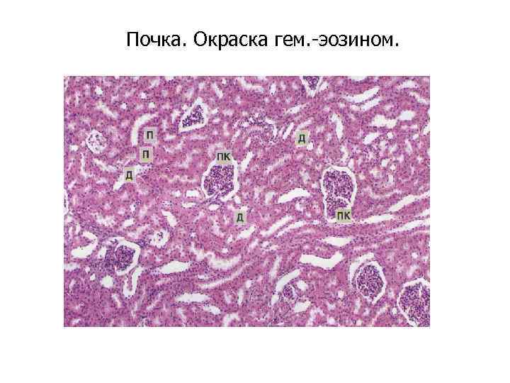 Почка. Окраска гем. -эозином. 