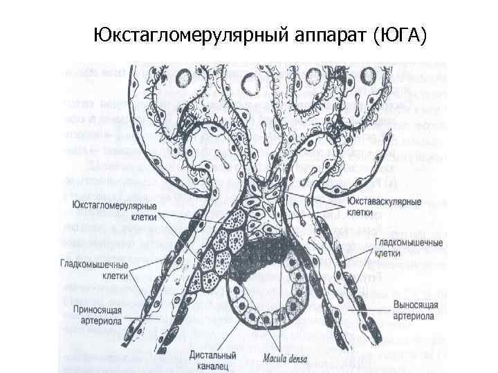 Почечное тельце гистология рисунок