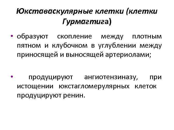 Юкставаскулярные клетки (клетки Гурмагтига) • образуют скопление между плотным пятном и клубочком в углублении