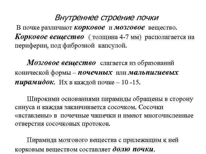 Внутреннее строение почки В почке различают корковое и мозговое вещество. Корковое вещество ( толщина