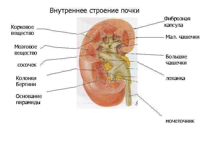 Внутреннее строение почки Корковое вещество Мозговое вещество сосочек Колонки Бертини Фиброзная капсула Мал. чашечки