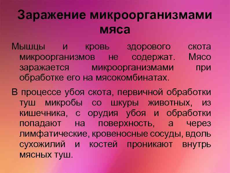 Заражение микроорганизмами мяса Мышцы и кровь здорового микроорганизмов не содержат. заражается микроорганизмами обработке его