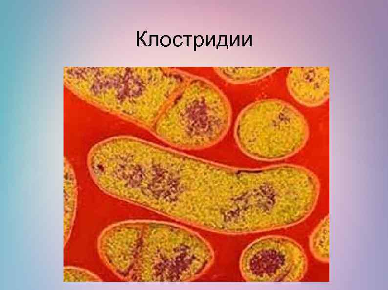 Клостридии 
