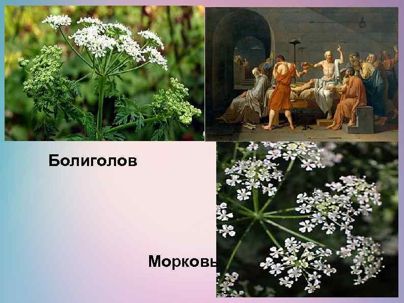 Болиголов Морковь 