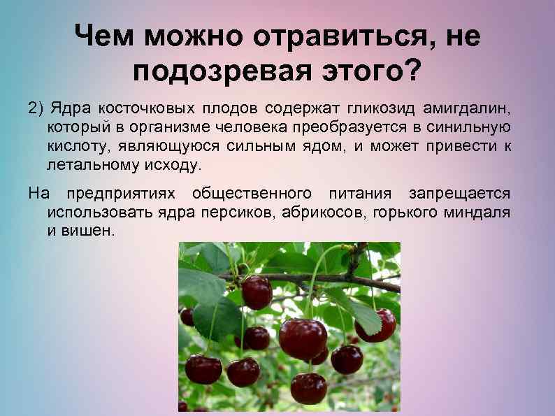 Чем можно отравиться, не подозревая этого? 2) Ядра косточковых плодов содержат гликозид амигдалин, который