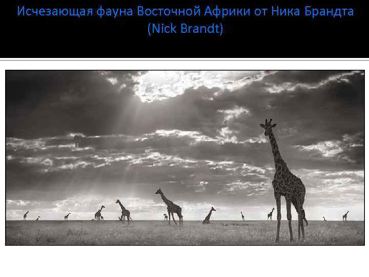 Исчезающая фауна Восточной Африки от Ника Брандта (Nick Brandt) 