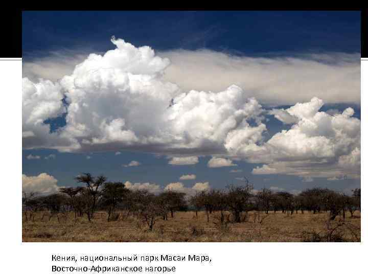 Кения, национальный парк Масаи Мара, Восточно-Африканское нагорье 