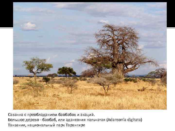Саванна с преобладанием баобабов и акаций. Большое дерево - баобаб, или адансония пальчатая (Adansonia