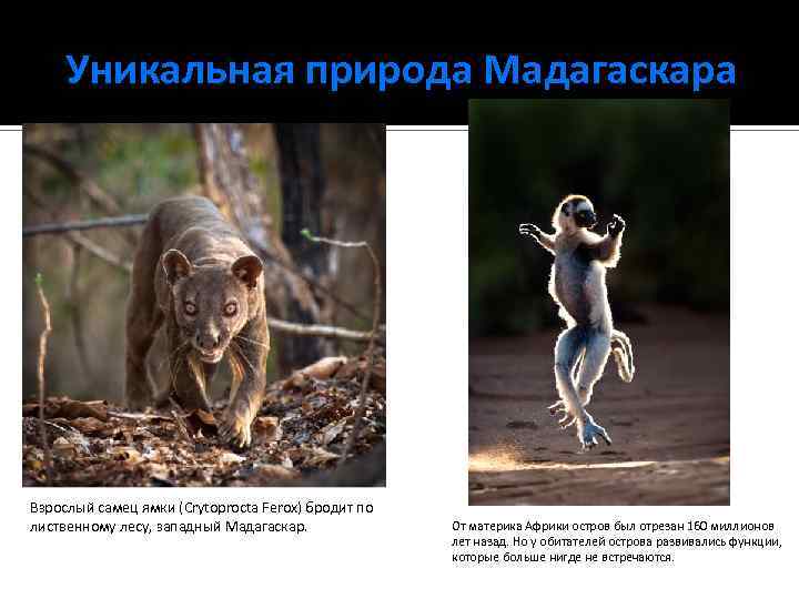 Уникальная природа Мадагаскара Взрослый самец ямки (Crytoprocta Ferox) бродит по лиственному лесу, западный Мадагаскар.