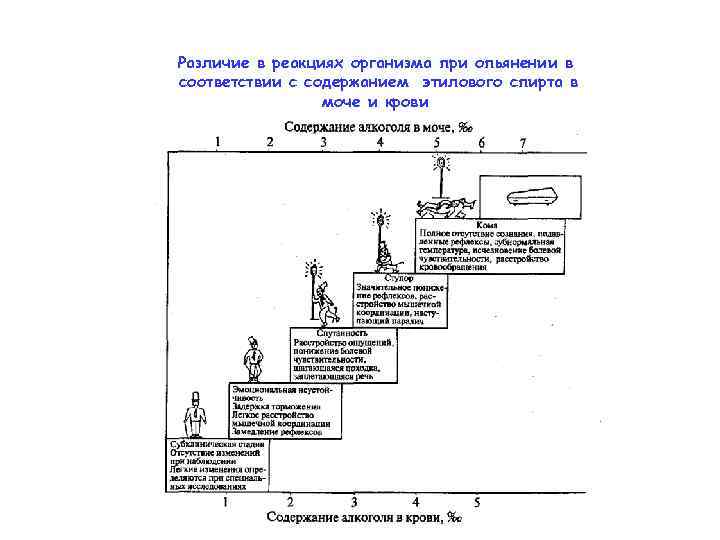 Различие в реакциях организма при опьянении в соответствии с содержанием этилового спирта в моче
