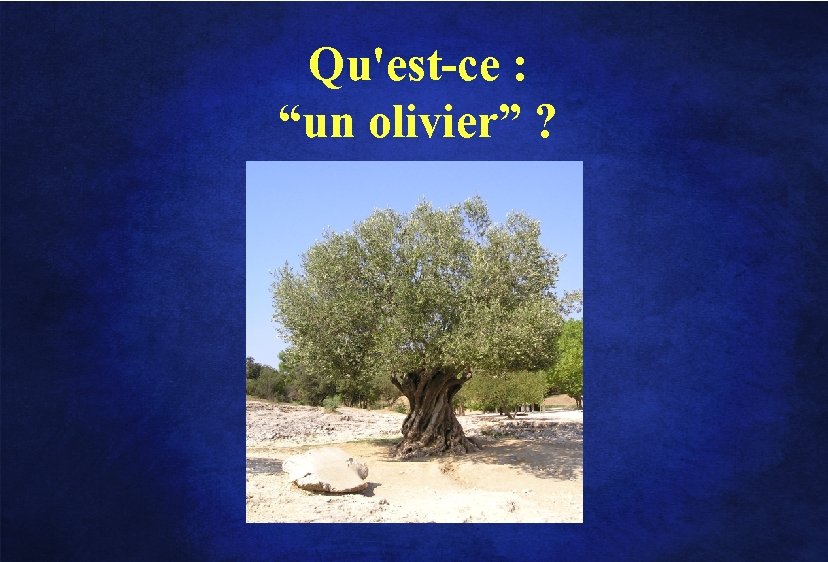 Qu'est-ce : “un olivier” ? 