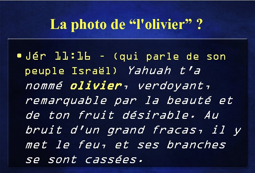 La photo de “l'olivier” ? • Jér 11: 16 – (qui parle de son