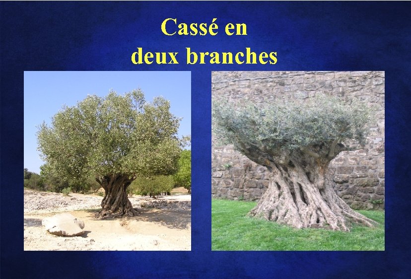 Cassé en deux branches 