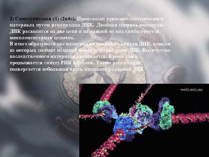 2) Синтетическая (S) (2 n 4 c). Происходит удвоение генетического материала путем репликации ДНК.