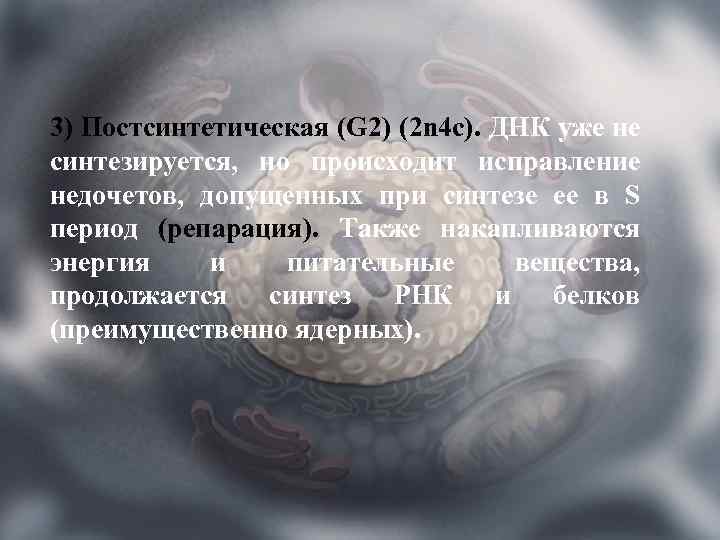 3) Постсинтетическая (G 2) (2 n 4 c). ДНК уже не синтезируется, но происходит