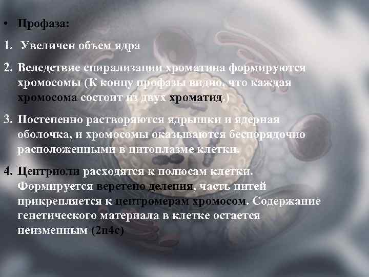  • Профаза: 1. Увеличен объем ядра 2. Вследствие спирализации хроматина формируются хромосомы (К