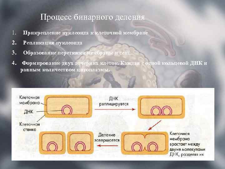 Процесс бинарного деления 1. Прикрепление нуклеоида к клеточной мембране 2. Репликация нуклеоида 3. Образование