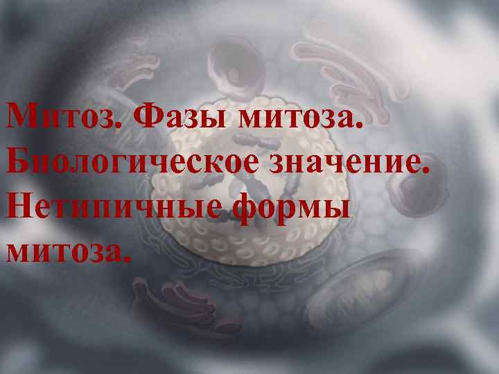 Митоз. Фазы митоза. Биологическое значение. Нетипичные формы митоза. 
