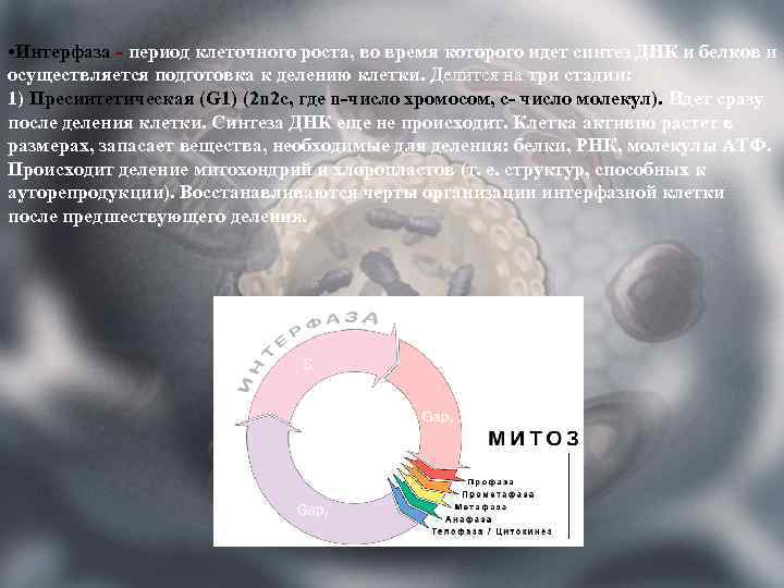  • Интерфаза - период клеточного роста, во время которого идет синтез ДНК и