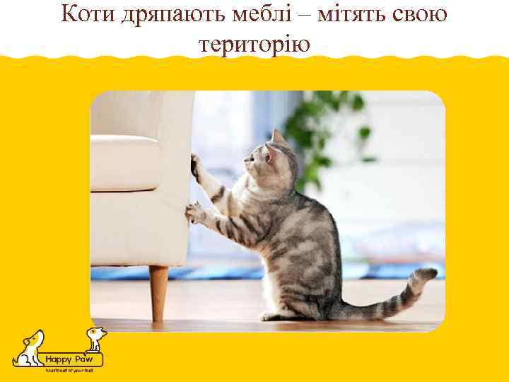 Коти дряпають меблі – мітять свою територію 