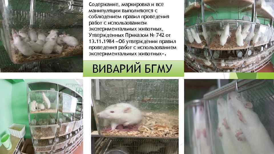 Содержание, маркировка и все манипуляции выполняются с соблюдением правил проведения работ с использованием экспериментальных