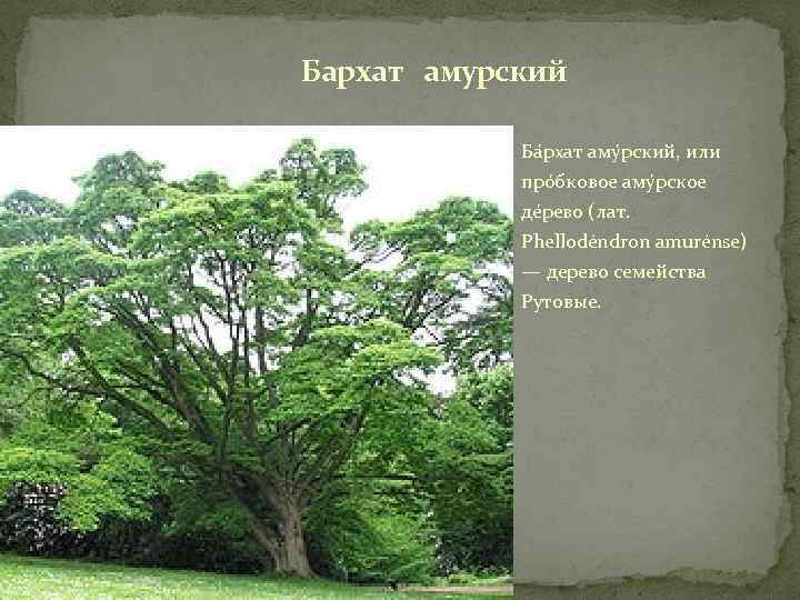 Бархат амурский Ба рхат аму рский, или про бковое аму рское де рево (лат.