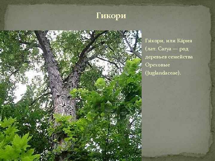 Гикори Ги кори, или Ка рия (лат. Carya — род деревьев семейства Ореховые (Juglandaceae).