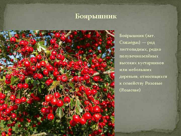 Боярышник Боя рышник (лат. Crataégus) — род листопадных, редко полувечнозелёных высоких кустарников или небольших