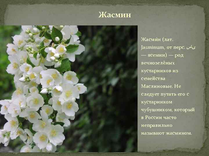 Жасмин Жасми н (лат. Jasmínum, от перс. یﺎﺱ — ясемин) — род вечнозелёных кустарников