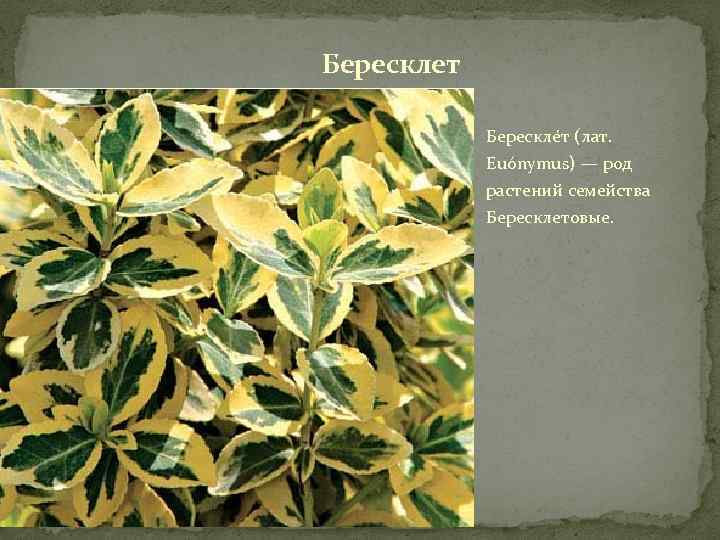 Бересклет Берескле т (лат. Euónymus) — род растений семейства Бересклетовые. 
