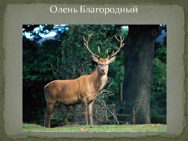Олень Благородный 