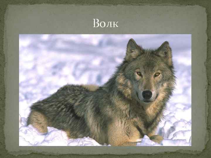 Волк 
