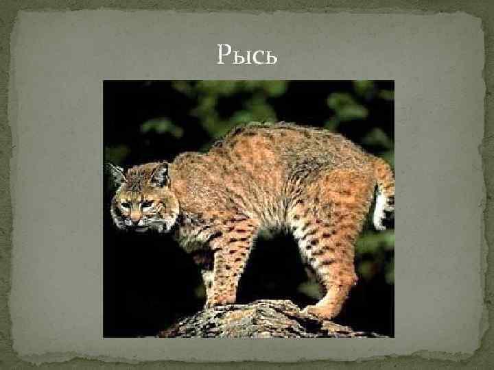 Рысь 