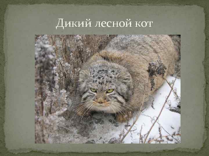 Дикий лесной кот 