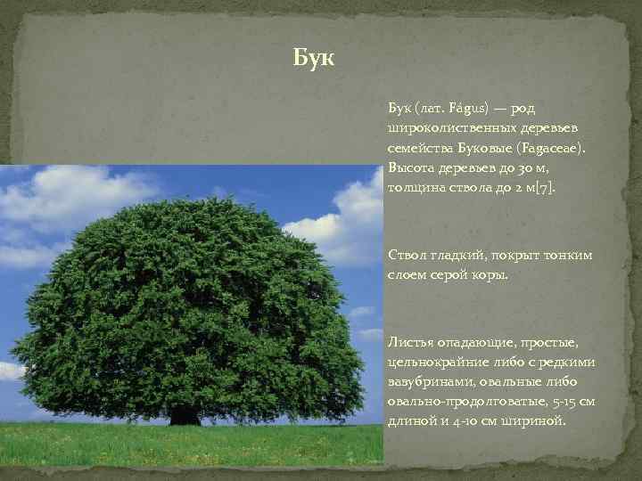 Бук (лат. Fágus) — род широколиственных деревьев семейства Буковые (Fagaceae). Высота деревьев до 30