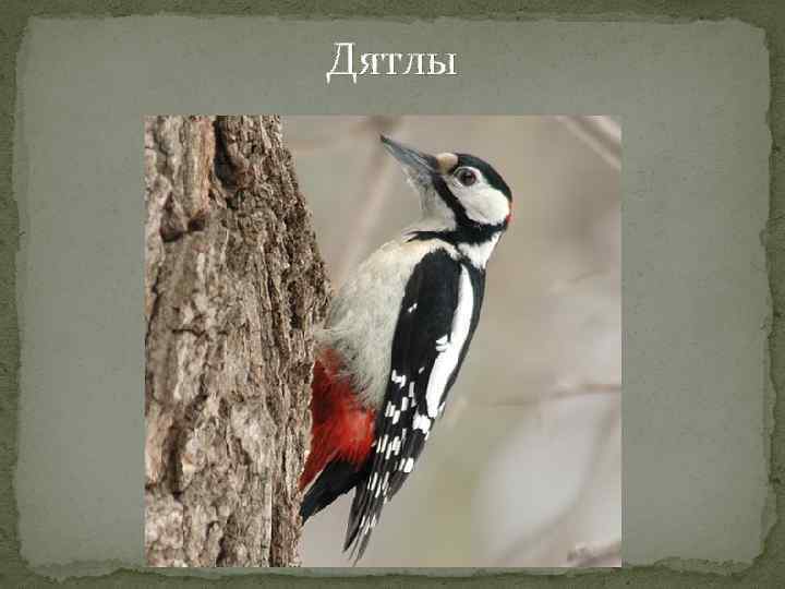 Дятлы 