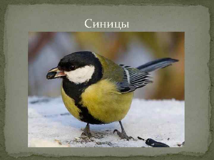 Синицы 